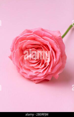 Bella rosa su sfondo pastello rosa. Primo piano. Concetto romantico. Foto Stock