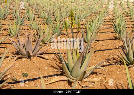 Piante di aloe vera su un terreno agricolo Foto Stock