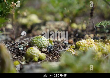 Piccolo cactus rotondo sta crescendo in natura selvaggia nelle montagne di altai Foto Stock