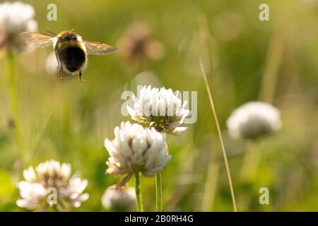 Api tra bei fiori bianchi trifoglio nel sole luminoso Foto Stock