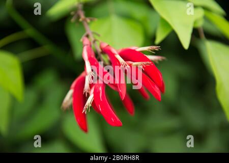 Vivid Red Coral Tree - Erythrina Variegata - (Tiger'S Claw, Thorny Dadap, Sunshine Tree) Fiore In Green Garden Foto Stock