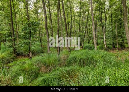 Estate foresta floodplain con Maggiore Tussock bordo (Carex paniculata) e ontano nero (Alnus glutinosa), Moenchbruch, Ruesselsheim, Hesse, Germania Foto Stock