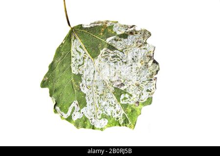 Tracce di leaf mining falena su foglia di aspen Foto Stock