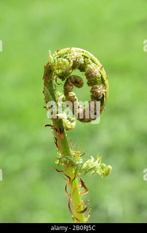 Foglie su felci rotola fuori in primavera Foto Stock