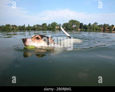 Jack Russell Terrier Nuota, Berlino, Germania Foto Stock