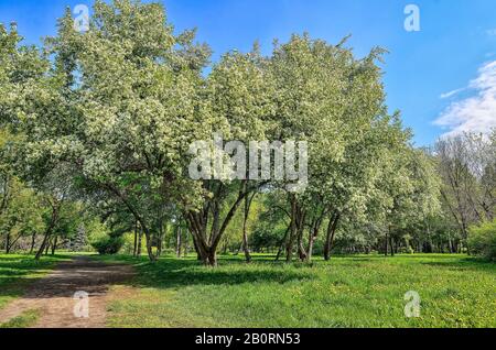 Primavera fioritura di mele e ciliegi nel parco della città a luminoso giorno di sole. Prato verde sotto rami in fiore è coperto di erba vivida e giallo Foto Stock