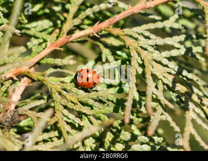 lady bug seduto su aghi pino albero, primo piano sfondo Foto Stock