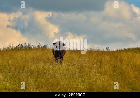 Una mucca si trova su un prato asciutto, purtroppo. Era molto curiosa, ma teneva a distanza da me. Foto Stock