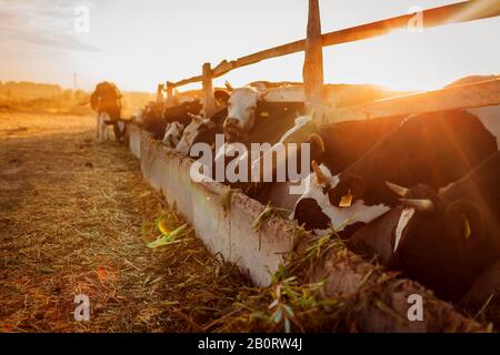 Mucche al pascolo nel cortile della fattoria al tramonto. Bovini mangiare erba e camminare all'aperto al tramonto. Agricoltura e agricoltura Foto Stock