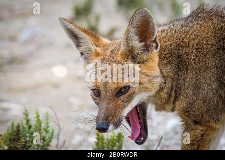 Zorro culteo chileno Foto Stock