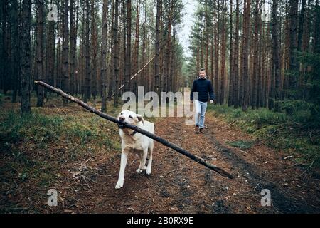 Uomo con cane sul sentiero nel mezzo della foresta. Labrador Retriever che porta bastone in bocca. Foto Stock