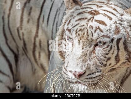Closeup Tigre Bengala Bianco Isolato Su Sfondo Foto Stock
