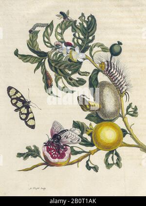 Pianta e farfalla da Metamorphosis insetttorum Surinamensium (insetti Suriname) pubblicato un libro del 18th secolo colorato a mano da Maria Sibylla Merian Foto Stock