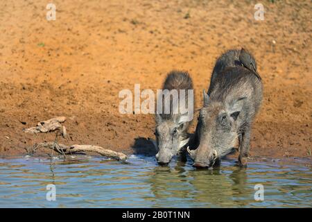 Warthog comune, savana warthog (Phacochoerus africanus), madre e bambino che bevono insieme in un luogo d'acqua, osspecker rosso-fatturato che foraging su un warthog, Sudafrica, KwaZulu-Natal, Mkhuze Game Reserve Foto Stock