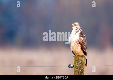 Buzzard eurasiatico (Buteo buteo), arroccato su una pole, Paesi Bassi Foto Stock