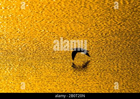 Curlew occidentale (Numenius arquata), volando sopra l'acqua al tramonto, Olanda, Zelanda Foto Stock