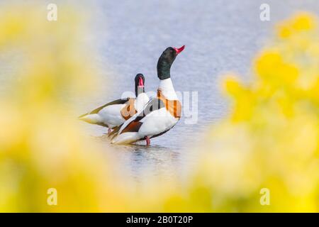 Shelduck comune (Tadorna tadorna), coppia, Paesi Bassi Foto Stock