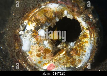 Stretto Di Lembeh, Indonesia. 21st Feb 2020. Preso oggi su un luogo di tuffo nello stretto di Lembeh, Indonesia. Questa coppia di gobii gialli pygmy si sono spostati nella protezione di un vecchio barattolo scartato, una riflessione su come la natura è costretta ad adattarsi all'uomo fatto rifiuti littering nostri oceani.Credit: Ed Brown/Alamy Live News Foto Stock