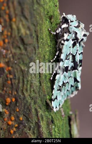 Merveille-du-jour, falena di gufo verde (Dichonia aprilina, Griposi aprilina), su un tronco di albero, Polonia Foto Stock