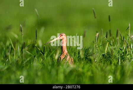 godwit dalla coda nera (Mimosa limosa), su un prato, Paesi Bassi Foto Stock