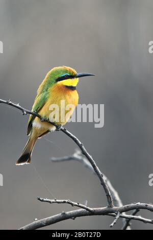 Little Bee eater (Merops pusillus), seduto su un cespuglio, Sud Africa, KwaZulu-Natal, Mkhuze Game Reserve Foto Stock
