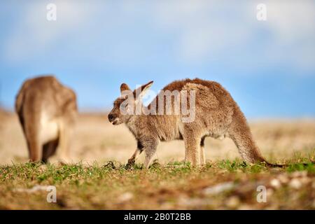 Canguro grigio orientale, canguro grigio orientale, canguro grigio grande, canguro di forestere (Macropus giganteus), due canguri grigi orientali sul mangime, Australia, nuovo Galles del Sud, Pebbly Beach Foto Stock