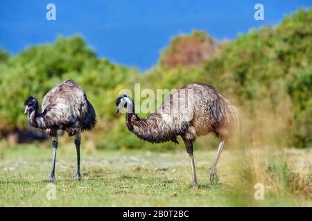 Emu (Drommaius novaehollandiae), emus su un prato, Australia, Wilsons Promontory National Park Foto Stock