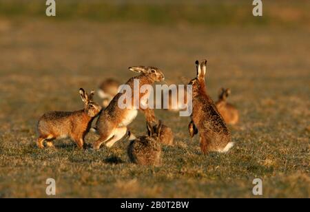 European Hare, Brown Hare (Lepus europaeus), gruppo di combattimento, Paesi Bassi Foto Stock