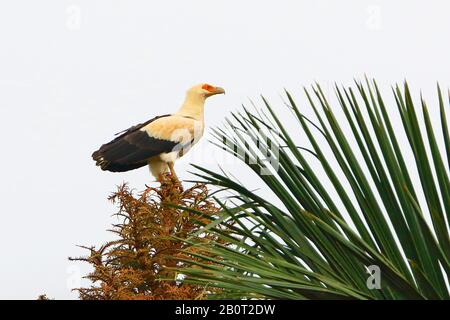 Avvoltoio di palma (Gypohierax angolensis), seduto su una palma, Sudafrica, Kwazulu-Natal, Riserva Naturale di Umlalazi Foto Stock