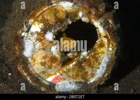 Stretto Di Lembeh, Indonesia. 21st Feb 2020. Preso oggi su un luogo di tuffo nello stretto di Lembeh, Indonesia. Questa coppia di gobii gialli pygmy si sono spostati nella protezione di un vecchio barattolo scartato, una riflessione su come la natura è costretta ad adattarsi all'uomo fatto rifiuti littering nostri oceani.Credit: Ed Brown/Alamy Live News Foto Stock