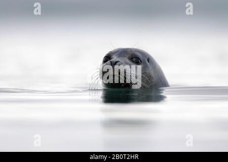 Sigillo di porto, sigillo comune (Phoca vitulina), ritratto, nuoto, Islanda Foto Stock