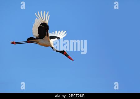 Sella-fattura cicogna (Ephippiorhynchus senegalensis), a partire, Sud Africa, Parco Nazionale Krueger Foto Stock