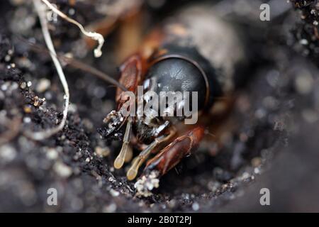 Europeo talpa cricket, Mole cricket (Gryllotalpa gryllotalpa), ritratto, Olanda del Sud Foto Stock