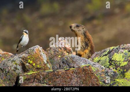 Orrido boreale (Oenanthe enanthe), maschio che perching in allevamento piumaggio su una roccia, sullo sfondo un marmoto, Svizzera, Grigioni, Pontresina Foto Stock