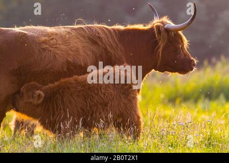 Bestiame scozzese delle Highland, Kyloe, mucca delle Highland, Heelan coo (Bos primigenius F. taurus), vitelli da latte, Paesi Bassi, Olanda meridionale, Berkheide Foto Stock