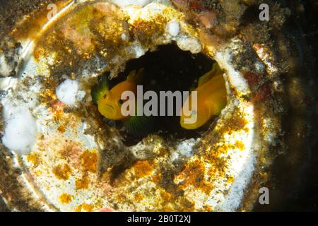 Stretto Di Lembeh, Indonesia. 21st Feb 2020. Preso oggi su un luogo di tuffo nello stretto di Lembeh, Indonesia. Questa coppia di gobii gialli pygmy si sono spostati nella protezione di un vecchio barattolo scartato, una riflessione su come la natura è costretta ad adattarsi all'uomo fatto rifiuti littering nostri oceani.Credit: Ed Brown/Alamy Live News Foto Stock