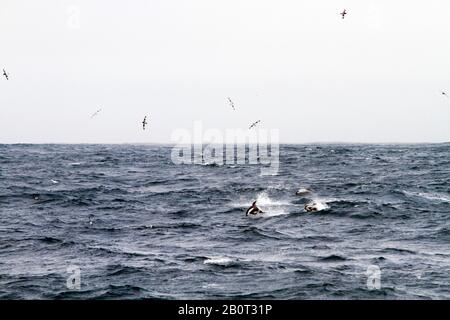 Delfino a clessidra, delfino dal lato bianco meridionale (Lagenorhynchus cruciger), nuoto in superficie d'acqua, Antartide Foto Stock