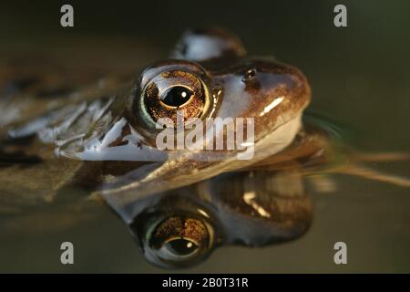 Rana comune, rana erba (Rana temporaria), ritratto con immagine speculare, Olanda Foto Stock