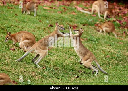 Agile wallaby, wallaby sabbioso (Macropus agilis, Wallabia agilis), combattimento, Australia, Queensland Foto Stock