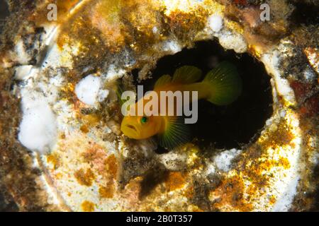 Stretto Di Lembeh, Indonesia. 21st Feb 2020. Preso oggi su un luogo di tuffo nello stretto di Lembeh, Indonesia. Questa coppia di gobii gialli pygmy si sono spostati nella protezione di un vecchio barattolo scartato, una riflessione su come la natura è costretta ad adattarsi all'uomo fatto rifiuti littering nostri oceani.Credit: Ed Brown/Alamy Live News Foto Stock
