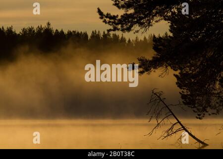 Lago di taiga in Finlandia Foto Stock