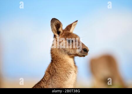 Canguro grigio orientale, canguro grigio orientale, canguro grigio grande, canguro di forestere (Macropus giganteus), ritratto, Australia, nuovo Galles del Sud, Pebbly Beach Foto Stock