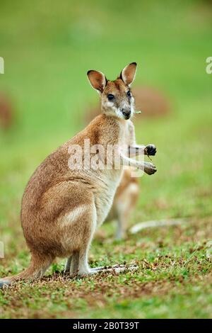 Agile wallaby, wallaby sabbioso (Macropus agilis, Wallabia agilis), si siede in posizione eretta, Australia Foto Stock