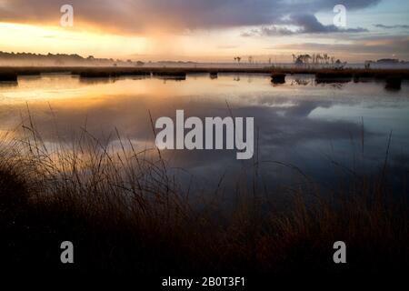 Kalmthoutse Heide al mattino presto, Belgio Foto Stock