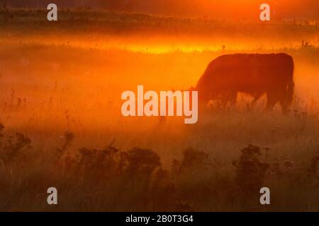 Bestiame scozzese delle Highland, Kyloe, mucca delle Highland, Heelan coo (Bos primigenius F. taurus), al pascolo al mattino misty, Paesi Bassi, Olanda del Sud, Lentevreugd, Wassenaar Foto Stock