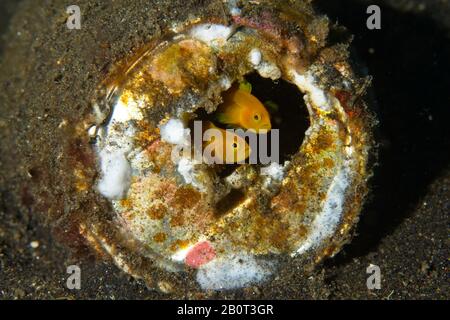 Stretto Di Lembeh, Indonesia. 21st Feb 2020. Preso oggi su un luogo di tuffo nello stretto di Lembeh, Indonesia. Questa coppia di gobii gialli pygmy si sono spostati nella protezione di un vecchio barattolo scartato, una riflessione su come la natura è costretta ad adattarsi all'uomo fatto rifiuti littering nostri oceani.Credit: Ed Brown/Alamy Live News Foto Stock
