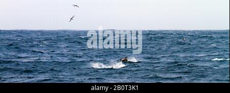 Delfino a clessidra, delfino dal lato bianco meridionale (Lagenorhynchus cruciger), nuoto in superficie d'acqua, Antartide Foto Stock