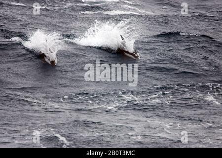 Delfino a clessidra, delfino dal lato bianco meridionale (Lagenorhynchus cruciger), nuoto in superficie d'acqua, Antartide Foto Stock