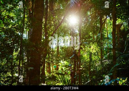 Sole nella foresta pluviale tropicale, Australia, Queensland, Cairncross Scenic Reserve Foto Stock