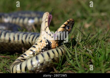 Serpente d'erba (Natrix natrix), gioca morto, Olanda, Gelderland, Parco Nazionale Hoge Veluwe Foto Stock